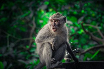 Watchful Eyes – A macaque in Ubud