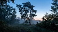 Misty Twilight Silhouette Trees