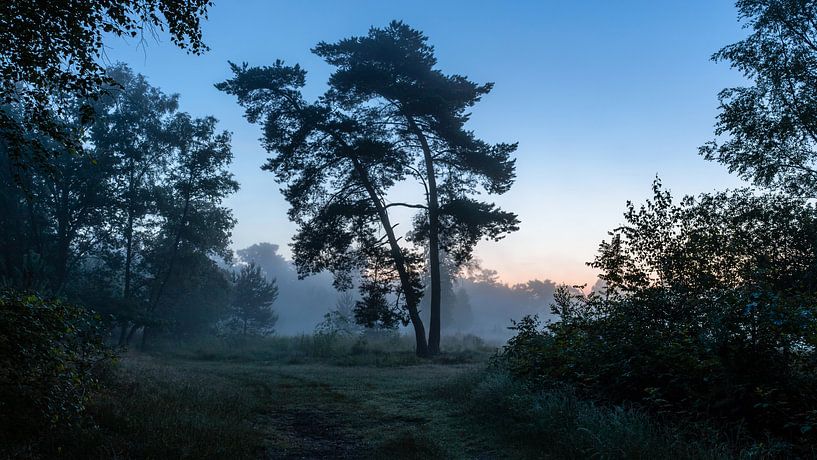 Misty Twilight Silhouette Trees van William Mevissen