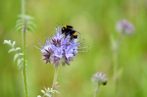 wilde bloem met hommel