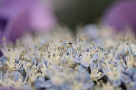 lila bloem by Nanda Nieuwhoff-de Groot