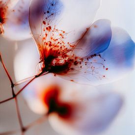 White petals, rust-coloured veins by Olaf Kramer