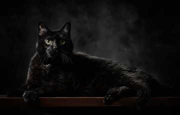 Zwarte kat van Thomas Marx
