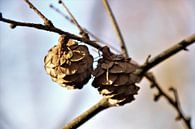 Dennenappels in het zonlicht... by DoDiLa Foto's thumbnail