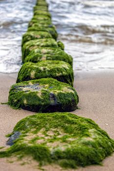 Grüner Bubikopf am Strand