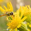 Op de Bloem: De Langlijf Zweefvlieg van Remco Ditmar
