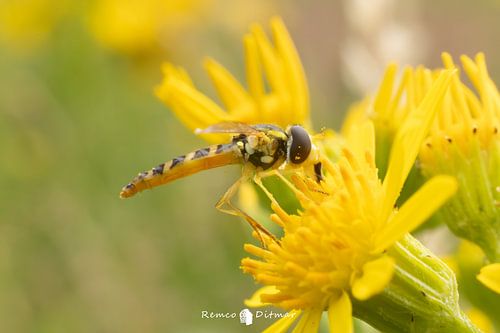 Op de Bloem: De Langlijf Zweefvlieg