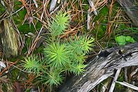 Een jonge Lariks met zijn frisse groen