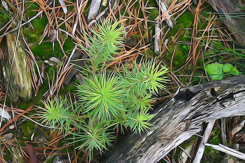 Un jeune mélèze avec sa verdure fraîche par Arie Visser