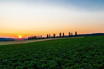 Sunrise with a beautiful view of the typical Italian poplars by Kim Willems