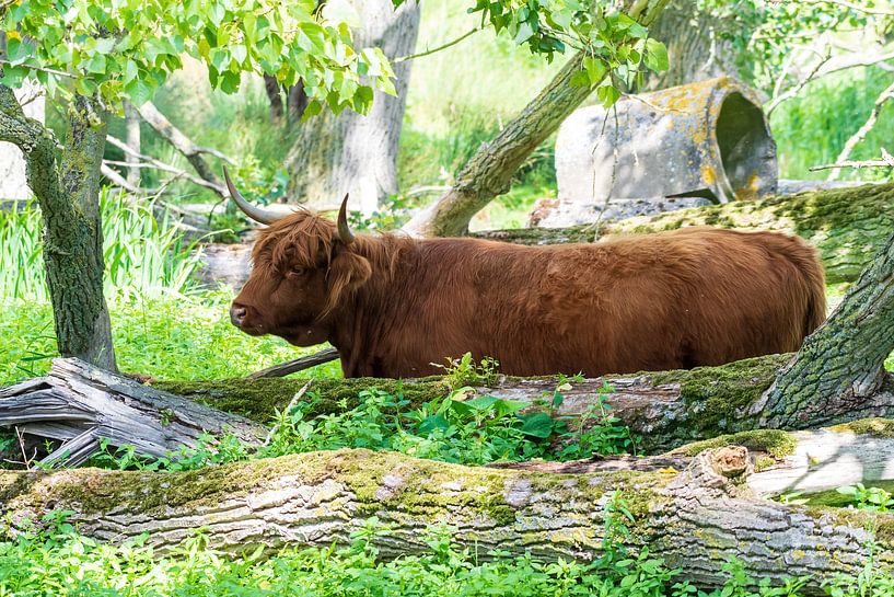 The Scottish Highlander looking for tender leaves. by Merijn Loch