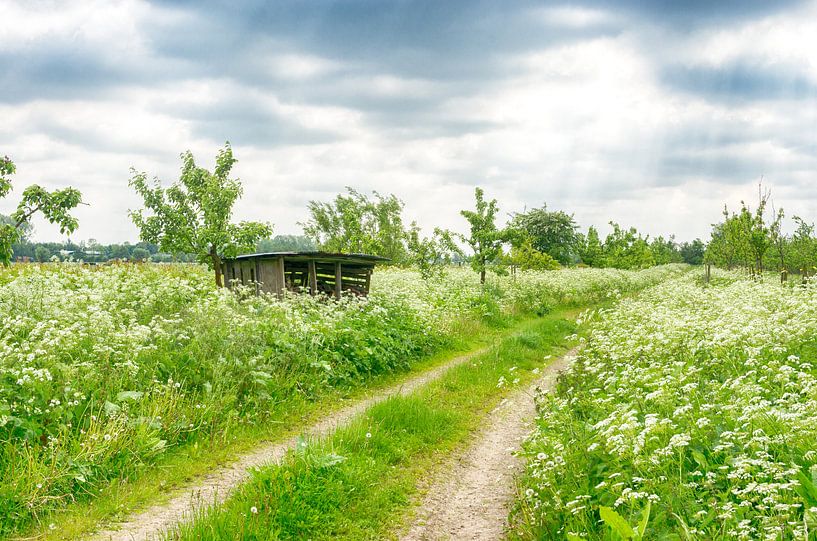 Landstraße mit Schuppen von Mark Bolijn