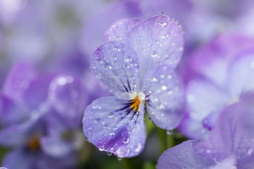 Teer viooltje met druppels.