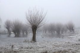 Kopfweiden bei Frost und Nebel