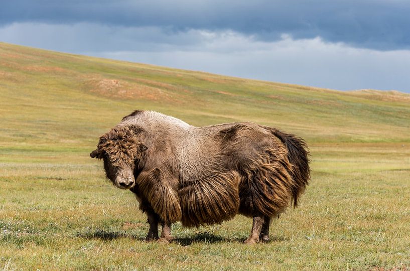 Yak Taurus par Daan Kloeg