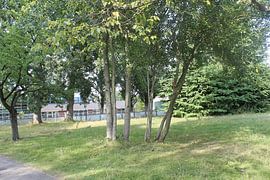 nartuur boom by Vanessa de Gunst