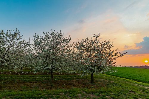 beautiful sunset with warm colors between the flowering fruit trees in Maastricht on the border