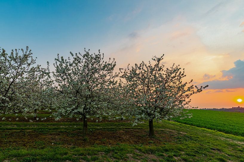 beautiful sunset with warm colors between the flowering fruit trees in Maastricht on the border by Kim Willems