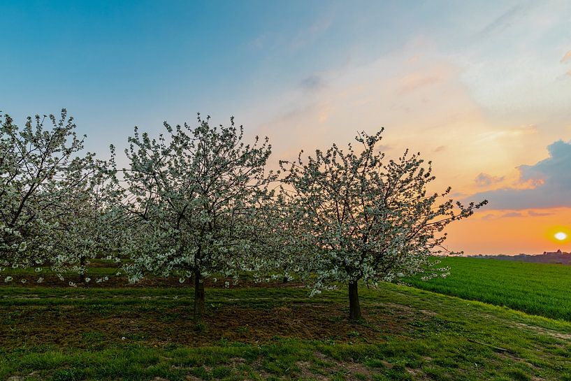 beau coucher de soleil aux couleurs chaudes entre les arbres fruitiers en fleurs à Maastricht à la f par Kim Willems