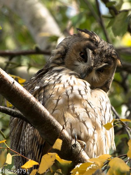 Ransuil  by Hans van Kaam