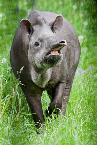Koele lange snuit tapir zijwaarts helder groen gras rondom