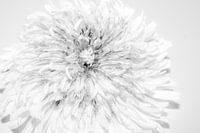 Dandelion (paardenbloem) 3