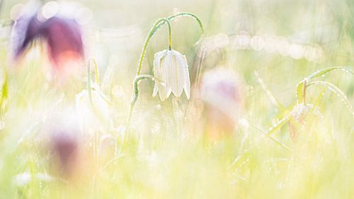 The wild lapwing flower (Fritillaria meleagris)