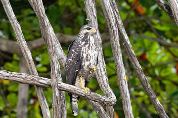 Hawk costa Rica van Merijn Loch
