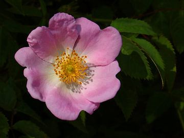 Beauty of a Rose... (Wilde roze Roos) van Caroline Lichthart