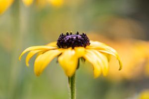 gelbe Sommerpracht