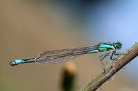 Green lantern dragonfly