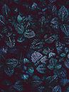 Bovenaanzicht Bladeren vetplanten - Illustratie met veel diepte van The Art Kroep thumbnail