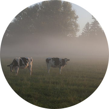Koeien in de mist #2a