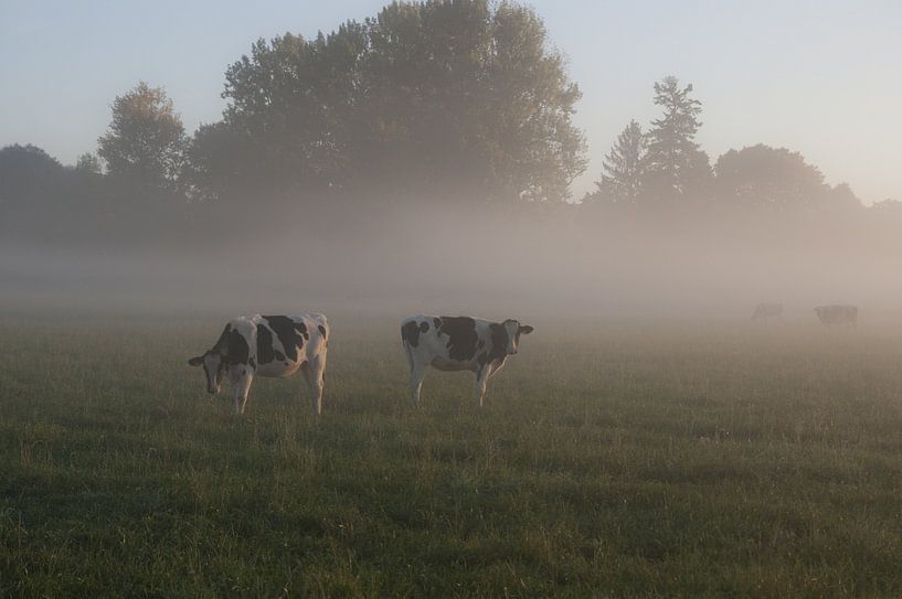 Cows in fog #2a by Norbert Sülzner