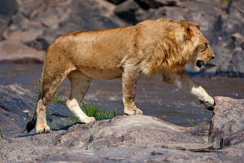 Lion at the water by Peter Michel