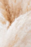 Nature, abstract, soft, detail, photo, outside