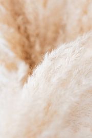 Naturel, abstrait, doux, détail, plume, photo sur Debby Loohuis