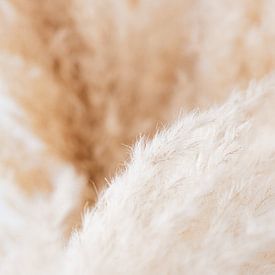Nature, abstract, soft, detail, photo, outside by Debby Loohuis