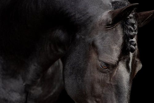 Cheval frison Nane fine art