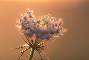 weiche Wildblume