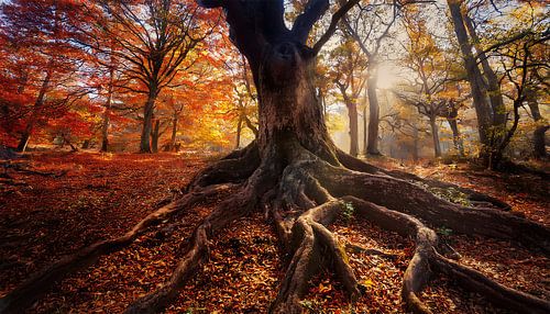 Oude boom met zonnestralen