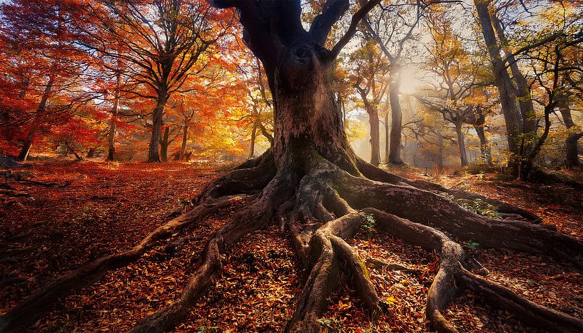 Alter Baum mit Sonnenstrahlen von Mustafa Kurnaz