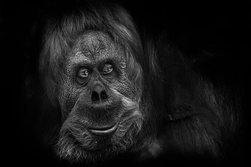 Portrait of an orangutan looking like a kind cute understanding Bigfoot isolated on black background by Michael Semenov