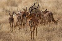 Thomson Gazelle