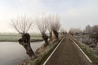 Bevroren polder landschap met sloot en knotwilgen en een boerenweg in Nederland van Leoniek van der Vliet thumbnail