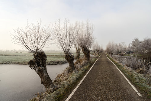 Frozen polder landscape with ditch and Pollard Willows and countryroad in The Netherlands
