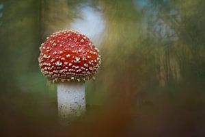 Junger Fliegenpilz bei der Anpflanzung von Heidelbeeren