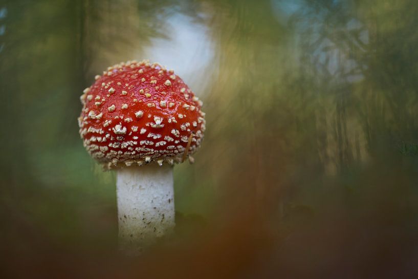 Junger Fliegenpilz bei der Anpflanzung von Heidelbeeren von Cor de Hamer