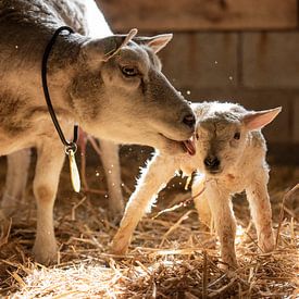 Mutter leckt neugeborenes Lamm von Danai Kox Kanters