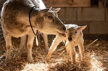Mutter leckt neugeborenes Lamm